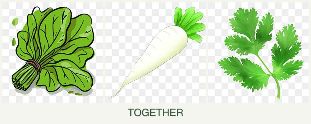 Can you plant spinach, radishes and parsley together?