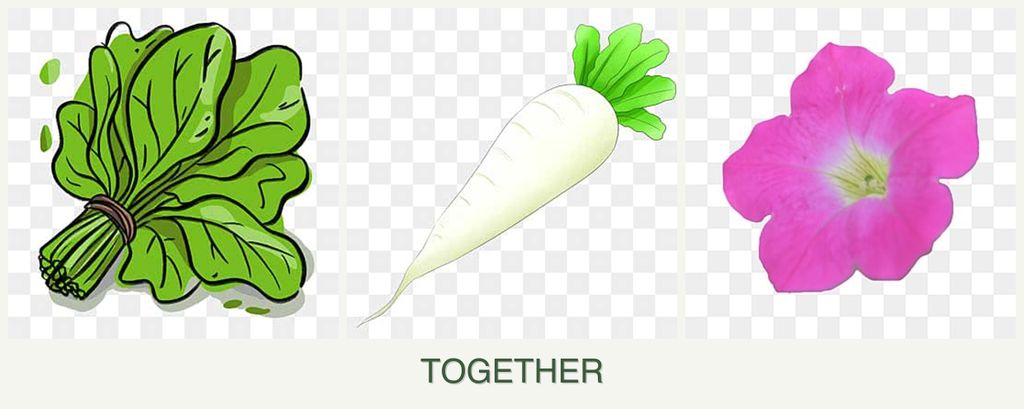 Can you plant spinach, radishes and petunias together?