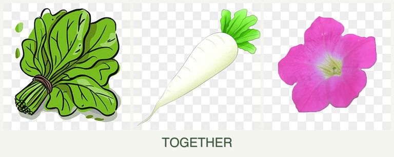 Can you plant spinach, radishes and petunias together?