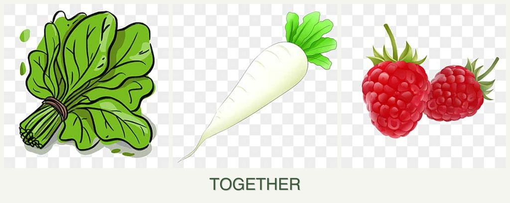 Can you plant spinach, radishes and raspberries together?
