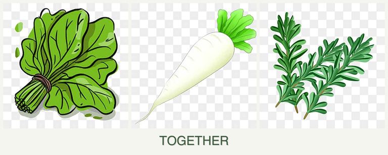 Can you plant spinach, radishes and rosemary together?
