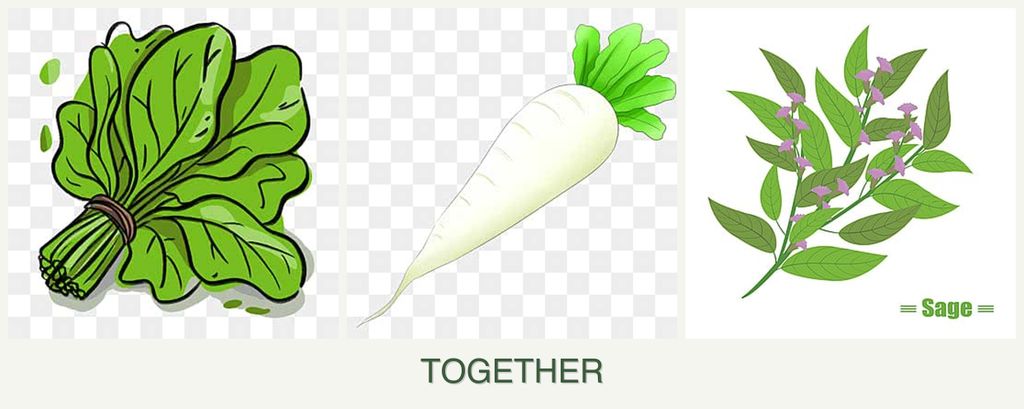 Can you plant spinach, radishes and sage together?