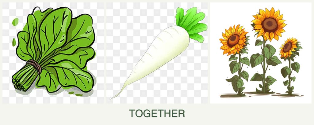 Can you plant spinach, radishes and sunflowers together?