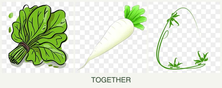 Can you plant spinach, radishes and tarragon together?