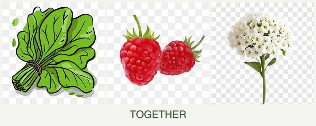 Can you plant spinach, raspberries and alyssum together?