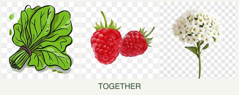 Can you plant spinach, raspberries and alyssum together?