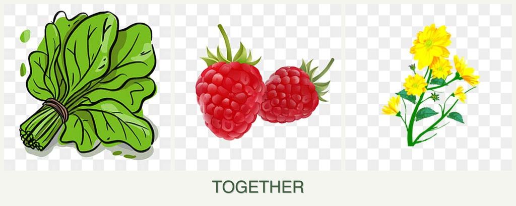 Can you plant spinach, raspberries and calendula together?