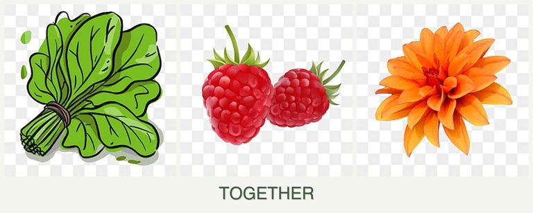 Can you plant spinach, raspberries and dahlias together?