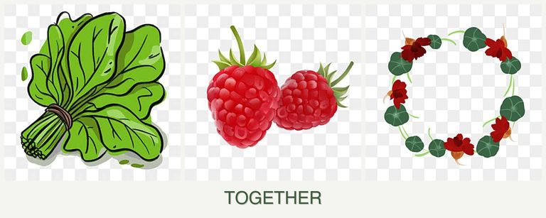 Can you plant spinach, raspberries and nasturtiums together?