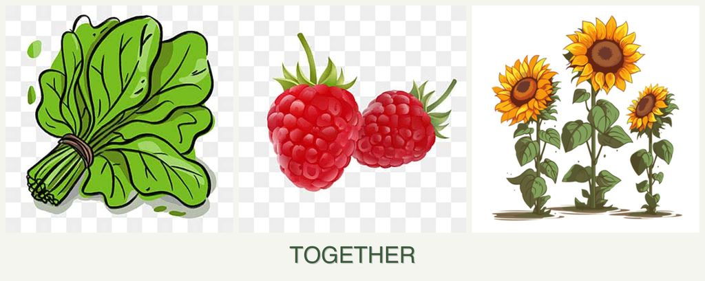 Can you plant spinach, raspberries and sunflowers together?
