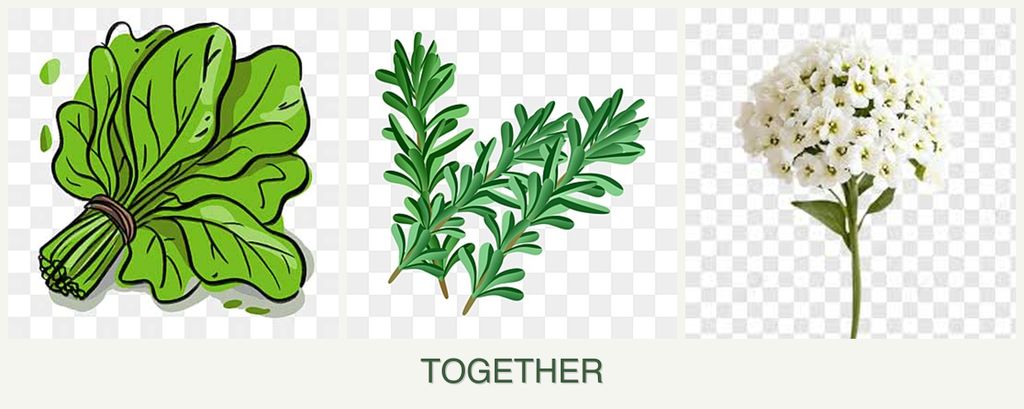 Can you plant spinach, rosemary and alyssum together?
