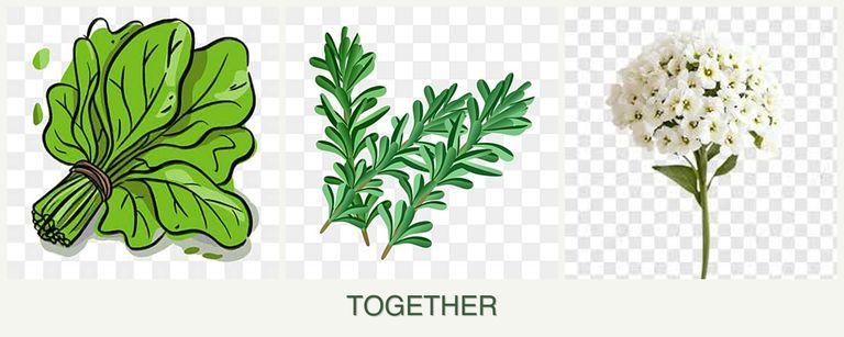 Can you plant spinach, rosemary and alyssum together?