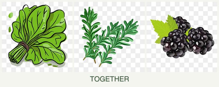 Can you plant spinach, rosemary and blackberries together?