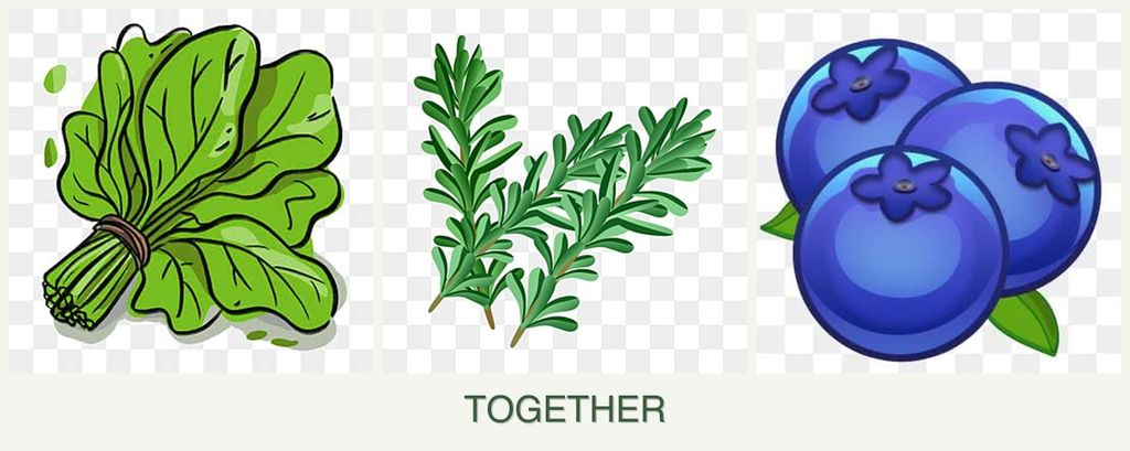 Can you plant spinach, rosemary and blueberries together?