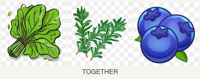Can you plant spinach, rosemary and blueberries together?