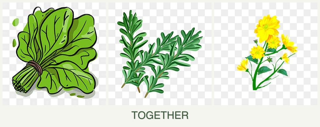 Can you plant spinach, rosemary and calendula together?