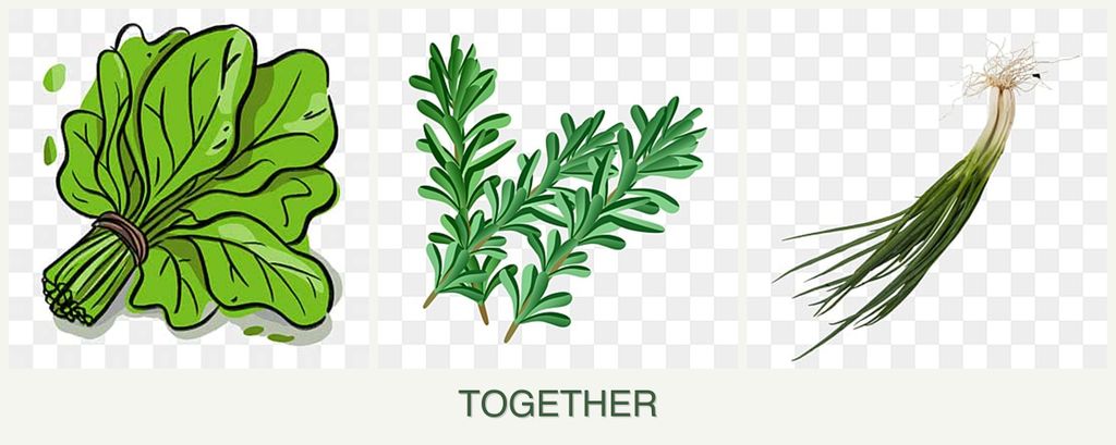 Can you plant spinach, rosemary and chives together?