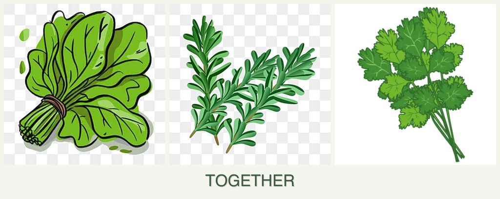 Can you plant spinach, rosemary and cilantro together?