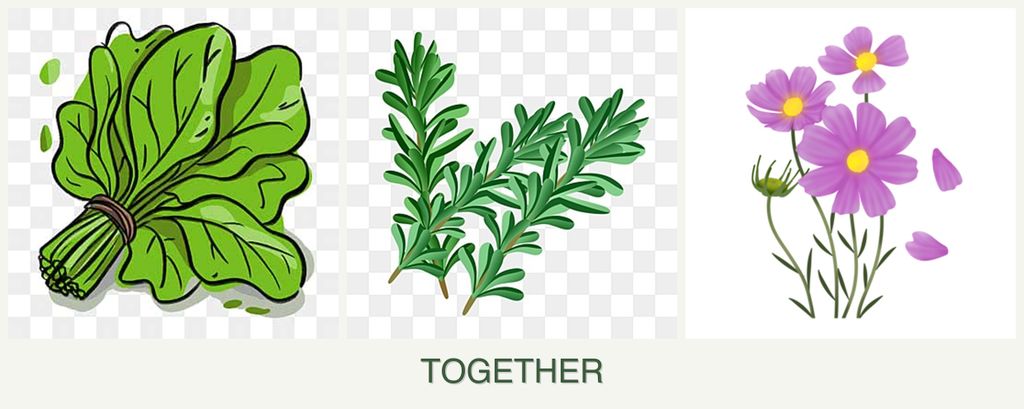 Can you plant spinach, rosemary and cosmos together?