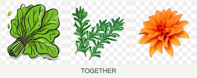 Can you plant spinach, rosemary and dahlias together?