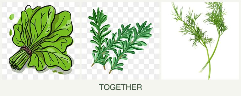 Can you plant spinach, rosemary and dill together?