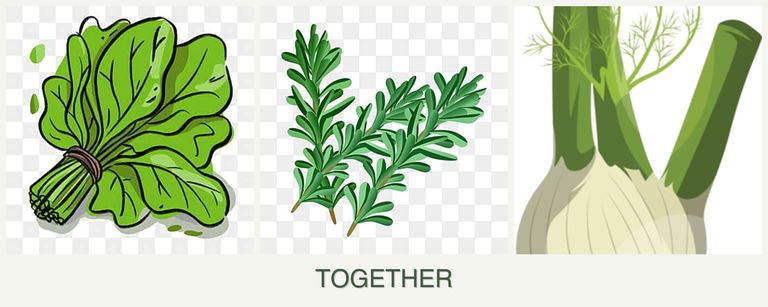 Can you plant spinach, rosemary and fennel together?