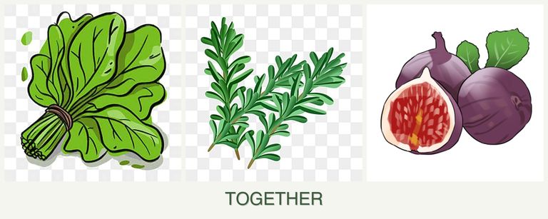 Can you plant spinach, rosemary and figs together?