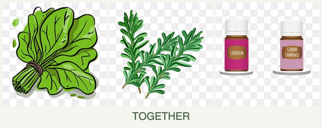 Can you plant spinach, rosemary and geraniums together?