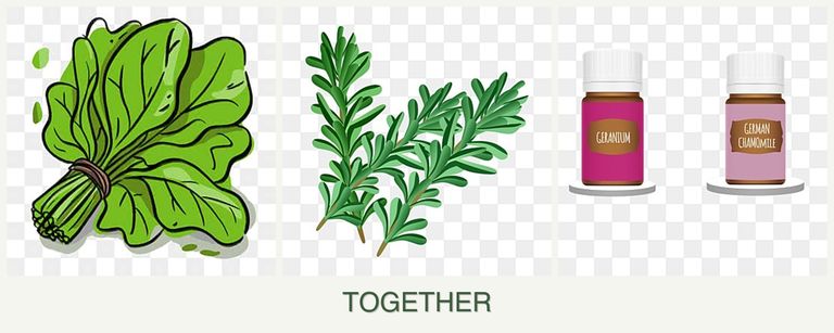 Can you plant spinach, rosemary and geraniums together?