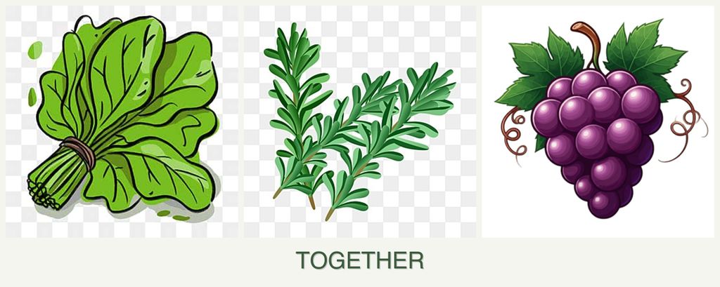 Can you plant spinach, rosemary and grapes together?