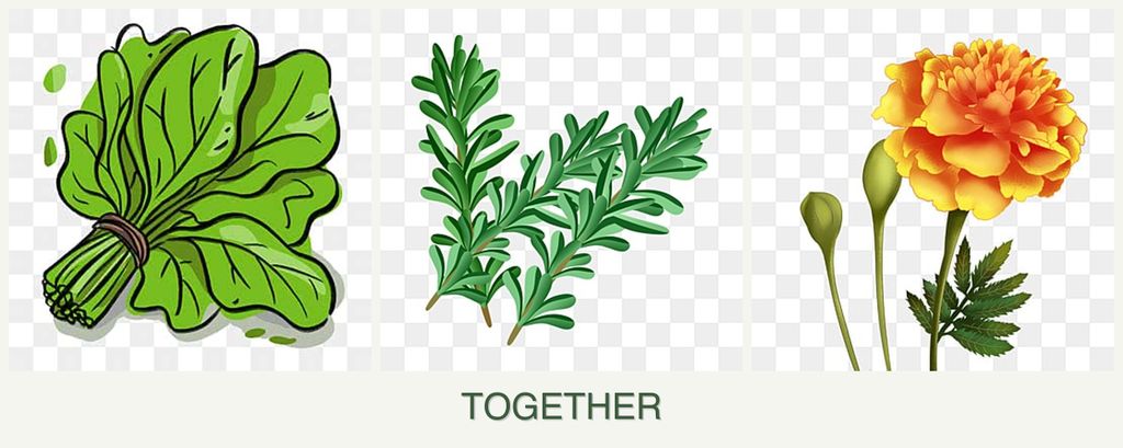 Can you plant spinach, rosemary and marigolds together?
