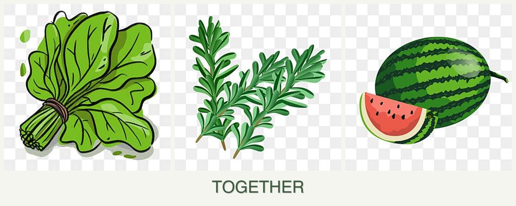 Can you plant spinach, rosemary and melons together?