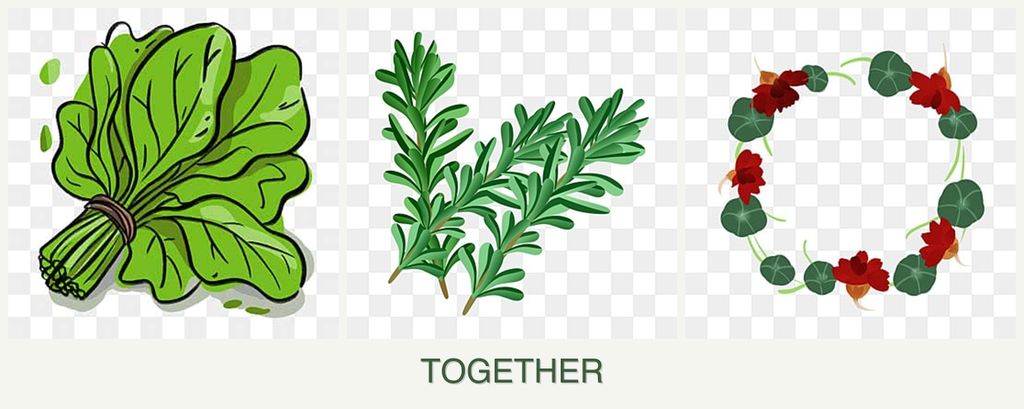 Can you plant spinach, rosemary and nasturtiums together?