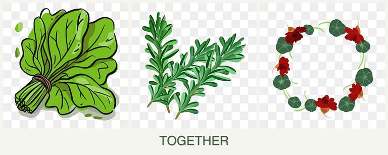 Can you plant spinach, rosemary and nasturtiums together?