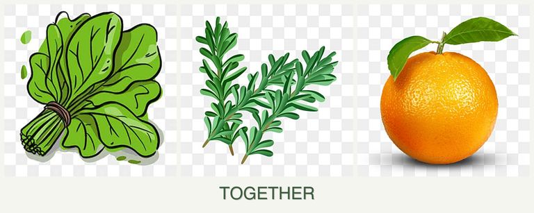 Can you plant spinach, rosemary and oranges together?