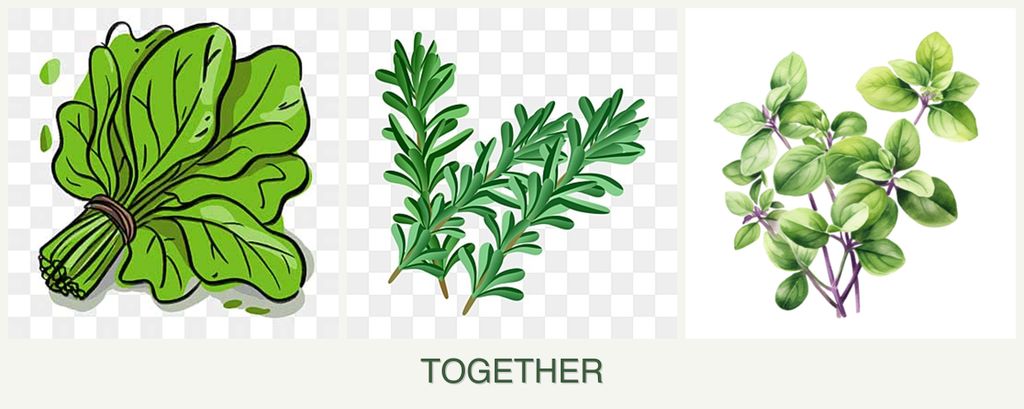 Can you plant spinach, rosemary and oregano together?