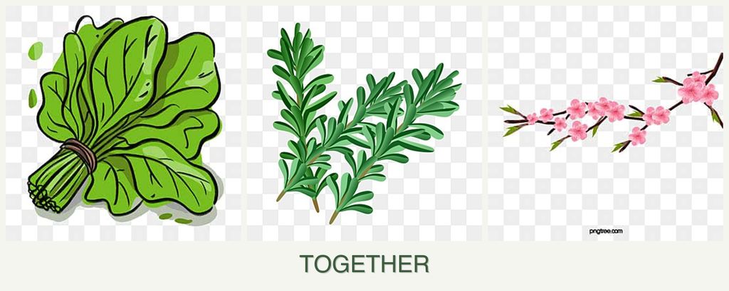 Can you plant spinach, rosemary and peaches together?