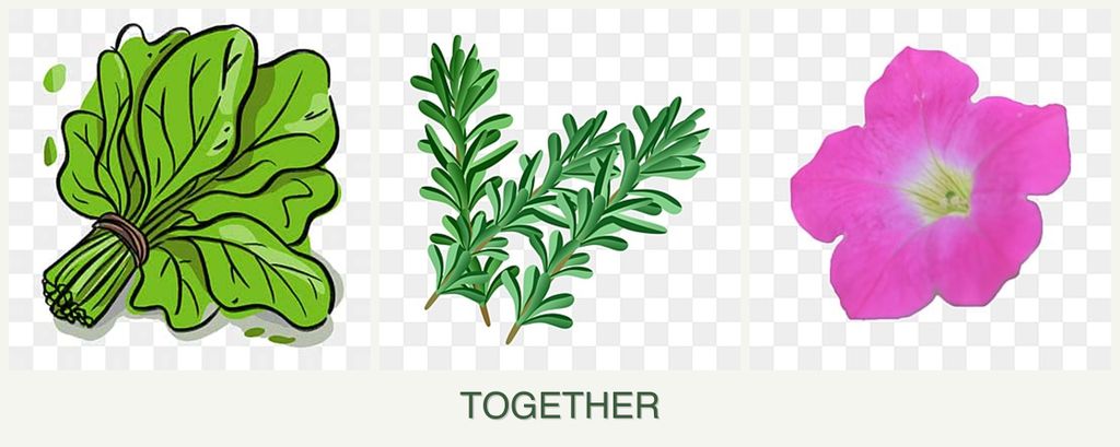 Can you plant spinach, rosemary and petunias together?
