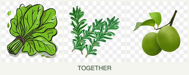 Can you plant spinach, rosemary and plums together?