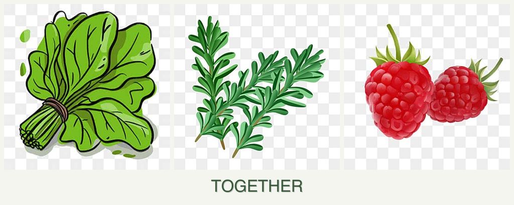 Can you plant spinach, rosemary and raspberries together?