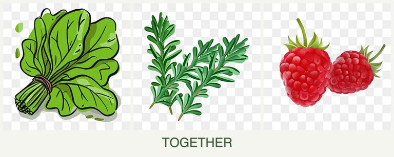 Can you plant spinach, rosemary and raspberries together?