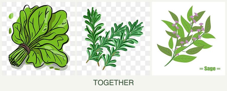 Can you plant spinach, rosemary and sage together?