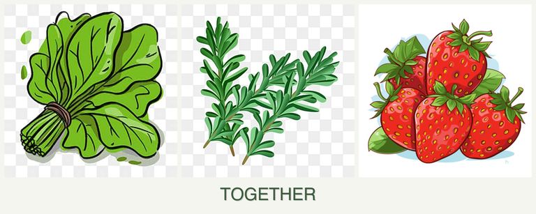Can you plant spinach, rosemary and strawberries together?