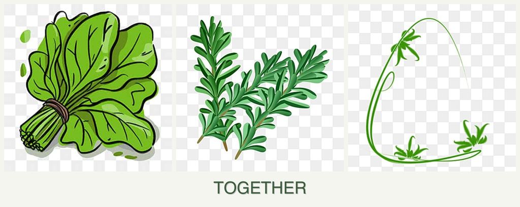 Can you plant spinach, rosemary and tarragon together?