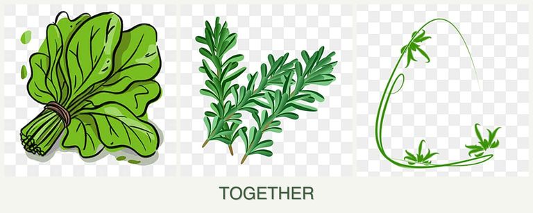 Can you plant spinach, rosemary and tarragon together?
