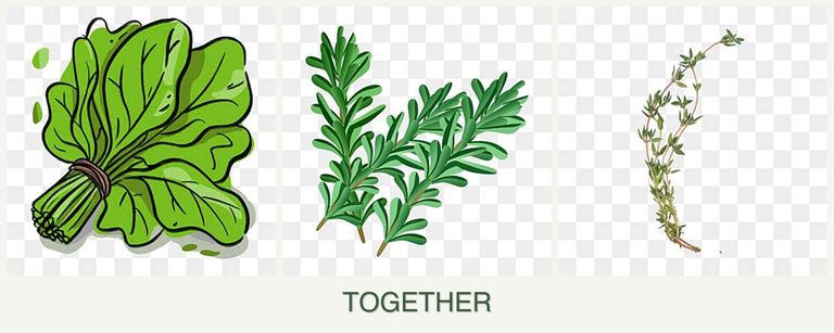 Can you plant spinach, rosemary and thyme together?