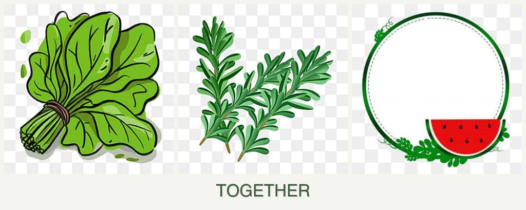 Can you plant spinach, rosemary and watermelons together?
