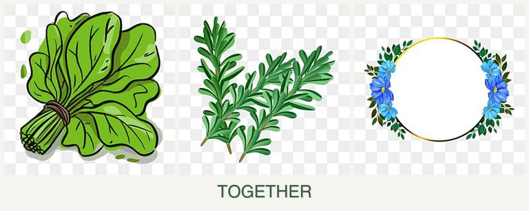 Can you plant spinach, rosemary and zinnias together?