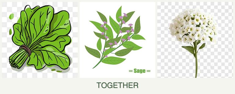 Can you plant spinach, sage and alyssum together?