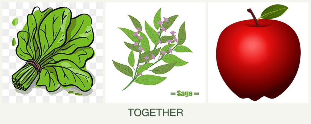 Can you plant spinach, sage and apples together?